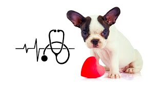 REANIMACIÓN CARDIOPULMONAR en Perros y Gatos 🆘🐶🐱🧑🏻‍⚕️  RCP Primeros AUXILIOS para mascotas [upl. by Stag]