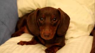 Sassy Dachshund Puppy [upl. by Andert]