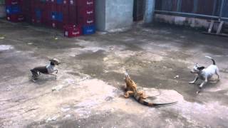 Iguana versus dogs Santa Cruz Costa Rica [upl. by Linus332]