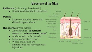 Integumentary System Lecture CHAPTER 5 [upl. by Bartholomeo]