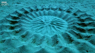 Pufferfish Love Explains Mysterious Underwater Circles [upl. by Lacee]