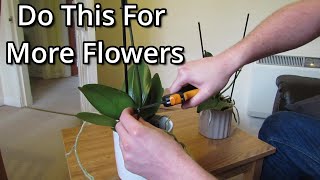 How to get your Phalaenopsis orchids to flower again [upl. by Justina]