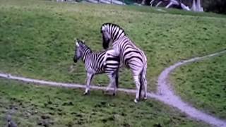 Zebra mating  Must watch HD Full [upl. by Leamiba]