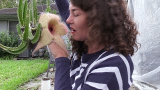 Up close and personal with a 14quot Stapelia gigantea flower [upl. by Hollah245]