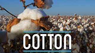 Cotton  How To Make Everything Suit 210 [upl. by Noyes]