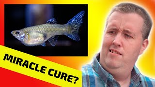 The Truth About Livebearer Disease [upl. by Kcirreg263]