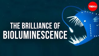 The brilliance of bioluminescence  Leslie Kenna [upl. by Wiatt421]