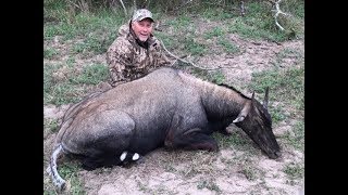 Cooking a NILGAI steak [upl. by Suelo]