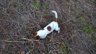 Jack Russell Terrier VS rat [upl. by Gnay]