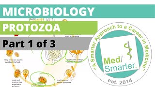 Protozoa  Microbiology  USMLE STEP 1  Part 1 of 3 [upl. by Eidnas]