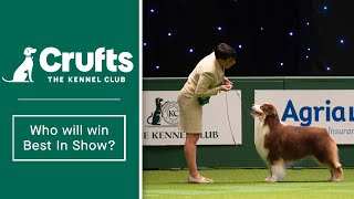 Group Judging returns at Crufts 2022 [upl. by Ruben]