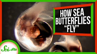 How Sea Butterflies quotFlyquot in Water [upl. by Netfa]