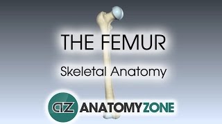 The Femur Skeletal Anatomy [upl. by Auqenehs]