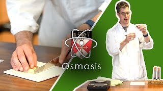 Osmosis  GCSE Science Required Practical [upl. by Eittel]