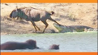 Hippos Come to Rescue Wildebeest from Crocodile [upl. by Simeon689]