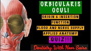 ORBICULARIS OCULI SIMPLIFIEDORIGIN INSERTION FUNCTION INNERVATION APPLIED ANATOMY [upl. by Evered]