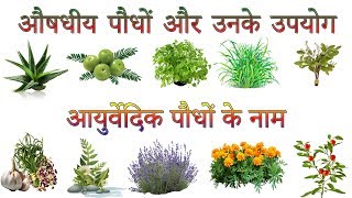 औषधीय पौधों और उनके उपयोग  Ayurvedic Plants Information In Hindi  आयुर्वेदिक पौधों के नाम [upl. by Issy]