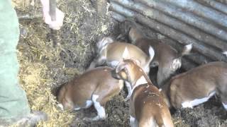 Severn Valley Ratters Ratting with Plummer Terriers Part 1 [upl. by Stimson]