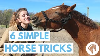 How to Teach Your Horse Tricks 6 Simple Tricks [upl. by Aicenert533]