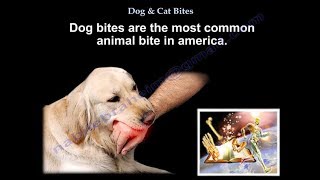 Dog amp Cat Bites  Everything You Need To Know  Dr Nabil Ebraheim [upl. by Rockefeller171]