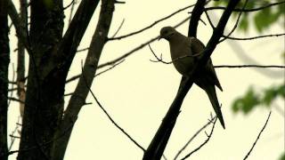 Mourning Dove [upl. by Yttap]