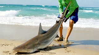 Catching Sharks from the Beach amp How it Started [upl. by Jehius]