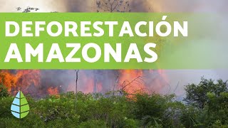 DEFORESTACIÓN DEL AMAZONAS en 2019 [upl. by Annoval396]