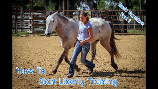 How To Start Liberty Training With Your Horse Basic Exercises Part 1 [upl. by Enimajneb429]