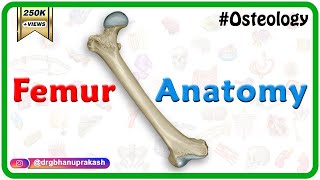 Femur Anatomy Osteology  General features  Attachments  Development anatomy MBBS usmle NMC [upl. by Nanni450]