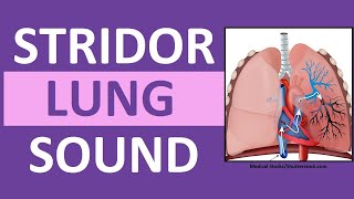 Stridor Sound Breathing Sounds Abnormal Lung Sounds [upl. by Snapp]