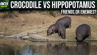 Why Crocodiles and Hippos Dont Attack Each Other [upl. by Fesoj]