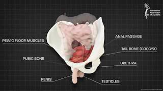 Pelvic Floor Part 1  The Pelvic Diaphragm  3D Anatomy Tutorial [upl. by Feldstein768]