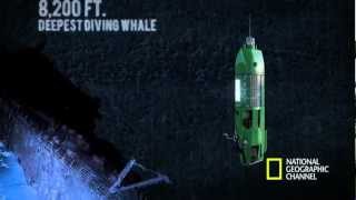 The Life Aquatic with James Cameron  Mariana Trench Dive [upl. by Leziar]