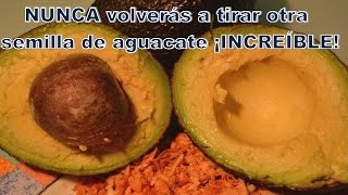 La semilla de aguacate beneficios propiedades usos The avocado seed [upl. by Orodoet]