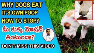 Dog eating poop remedy  Why Dogs Eat Poop and How to Stop It [upl. by Aryamo906]