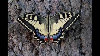 METAMORPHOSIS Swallowtail butterfly lifecycle [upl. by Ludwig]