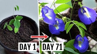 How to Grow amp Care for Butterfly Pea Plant Complete Growing GUIDE [upl. by Irby]