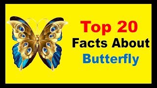 Butterfly  Facts [upl. by Acenom896]