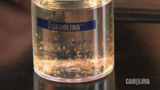 How to Care for Daphnia [upl. by Marigold]