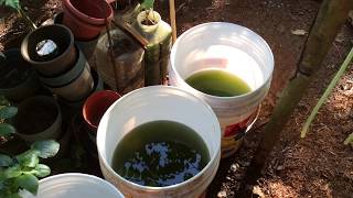 How to grow Green Water Algae [upl. by Adnov]