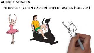 GCSE Biology  Aerobic amp Anaerobic Respiration [upl. by Nert]