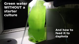 Green Water WITHOUT a Starter Culture  From Scratch  How To [upl. by Caroline]