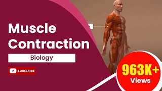 Muscle Contraction [upl. by Burtis]