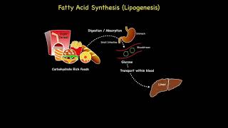 GI Imaging  Hepatic Steatosis and Cirrhosis [upl. by Esinaj]