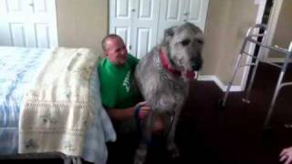 Irish Wolfhounds Are Lap Dogs Too [upl. by Ganley28]