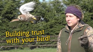 Falconry Basics  Building Trust [upl. by Bellamy]