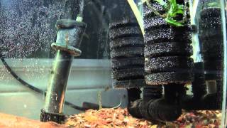 how to Breed apistogramma macmasteri all u need to know [upl. by Ocinemod]