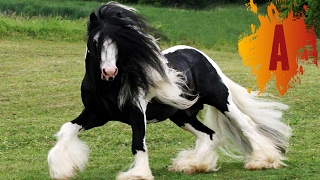 10 Most Beautiful Horse Breeds In The World [upl. by River101]