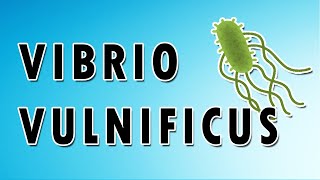 Vibrio vulnificus Symptoms Treatment and Causes [upl. by Jeffry]