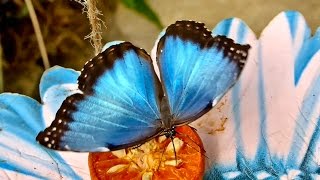 Beautiful Rainforest Butterflies [upl. by Enalb870]